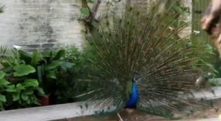  PEACOCK 